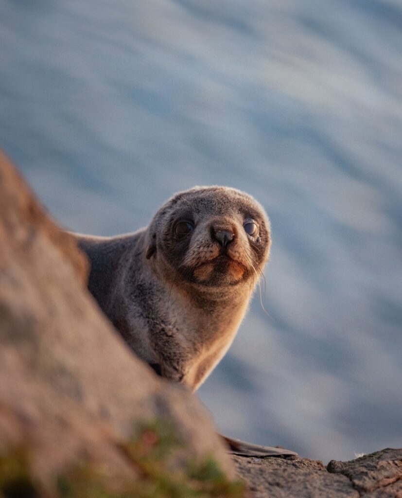 A sea lion pup peering over a rock on the New Zealand coast